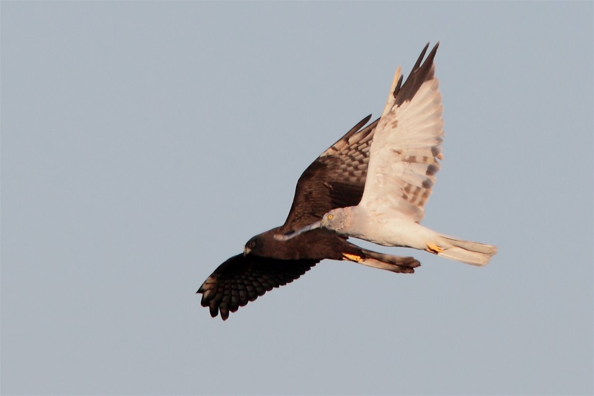 mela-b-pale-2012-08-22