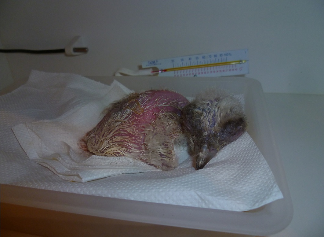 naissance-b-b-gypa-en-captivit-2