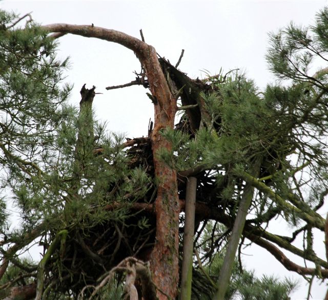 nid-ravoir-1-le-6-01-2013-009