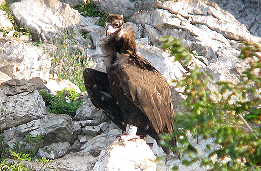 Oviedo - Photo Fulvio Genero ©