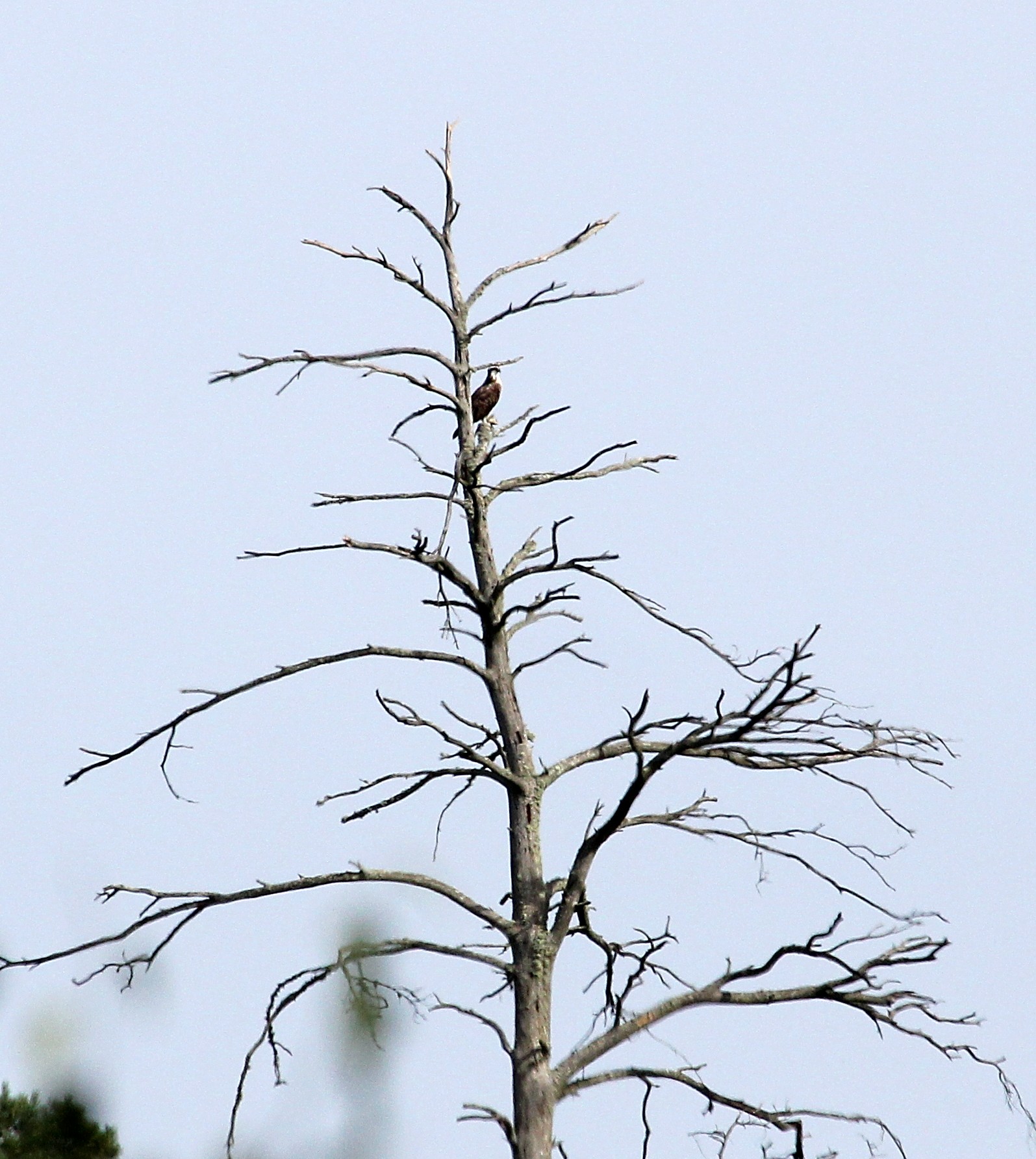 un des deux derniers balbuzards présent fin septembre 2013 en forêt d'orléans. G.Perrodin