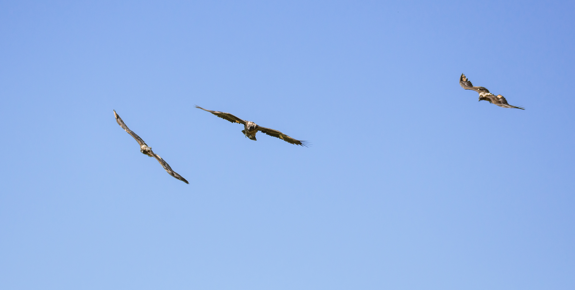 photo-mathilde-mas-lpo-gc-44