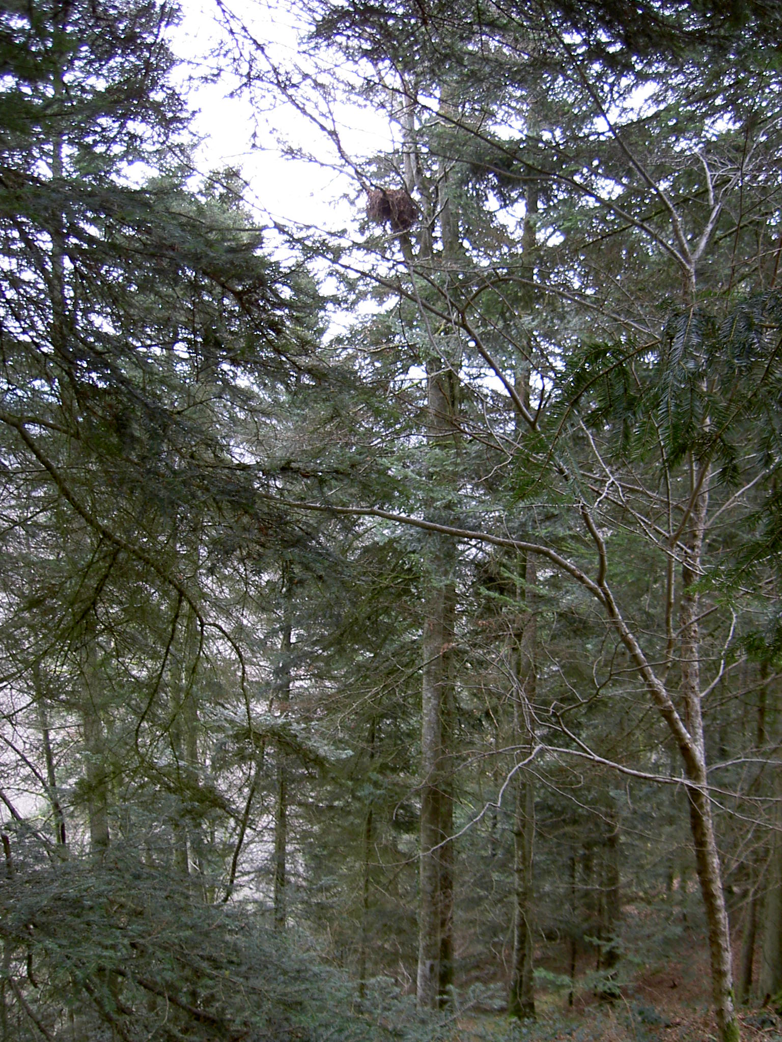 Aire d'aigle botté sur un hêtre, en hiver. Puy-de-Dôme. R.Riols