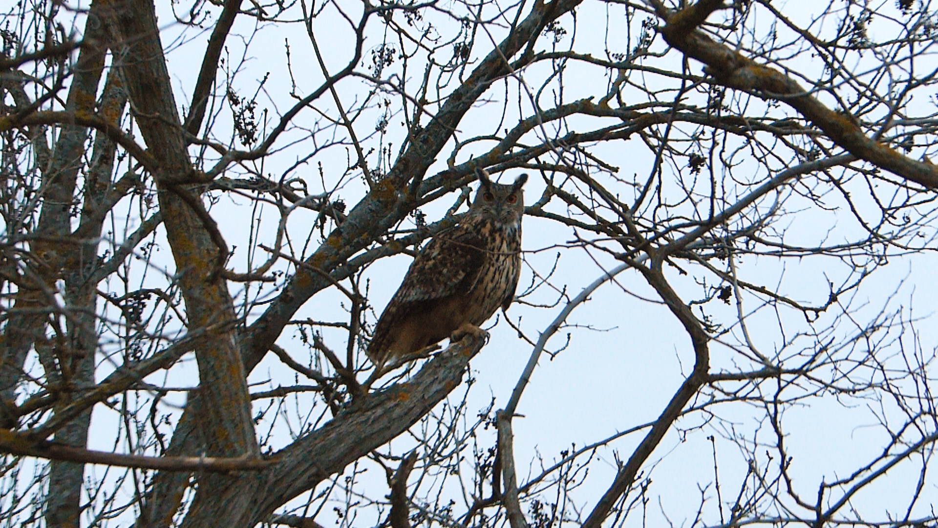 poste-dans-un-arbre-la-tombee-de-la-nuit-puy-de-dome-2013-cjallageas