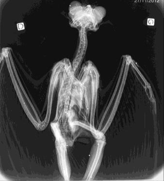 radio-grandducpaca2012