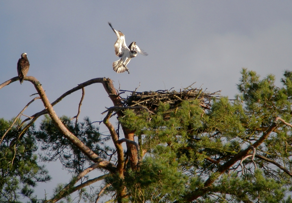 ravoir-1-le-18-03-2013
