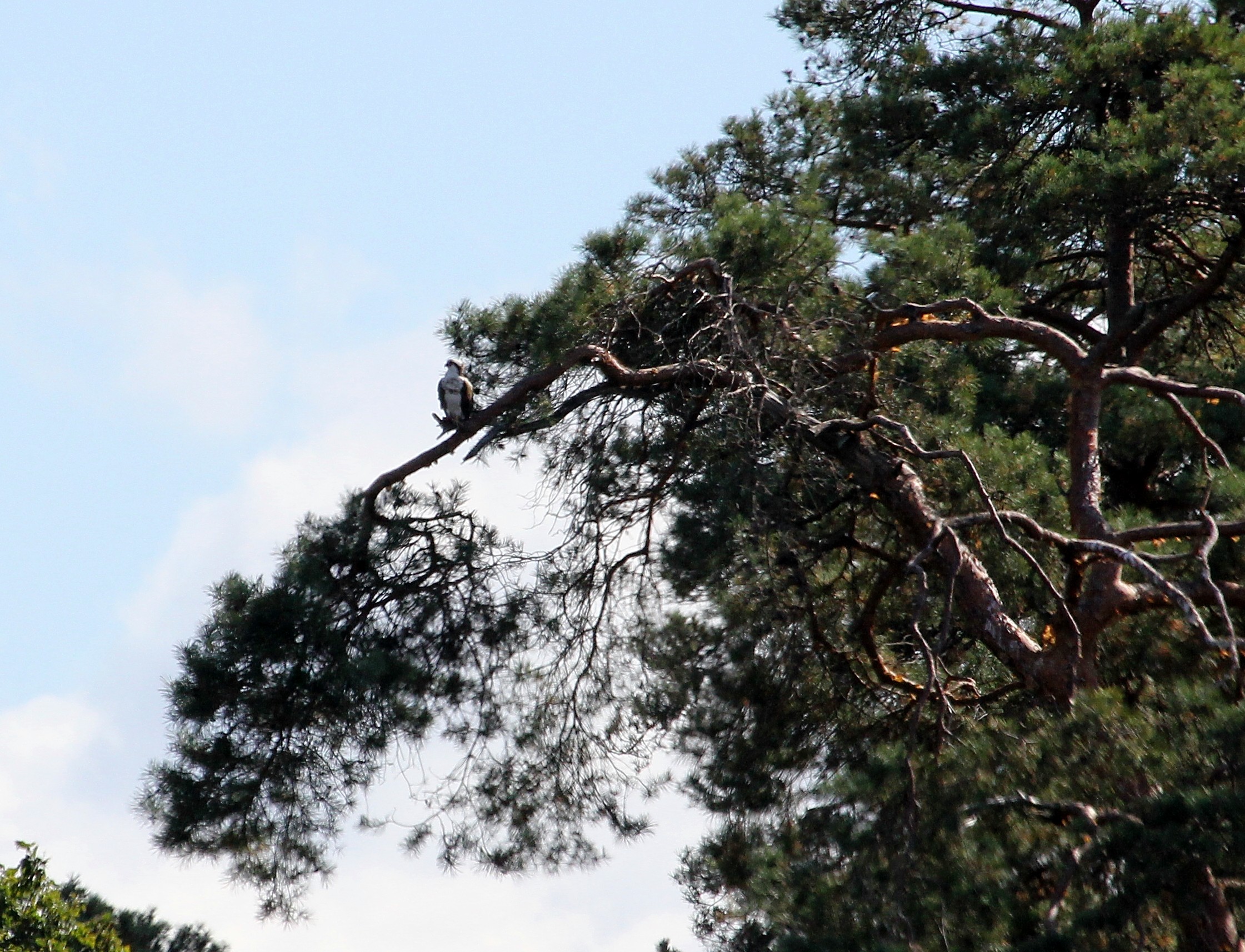 ravoir-1-le-19-09-12-8z