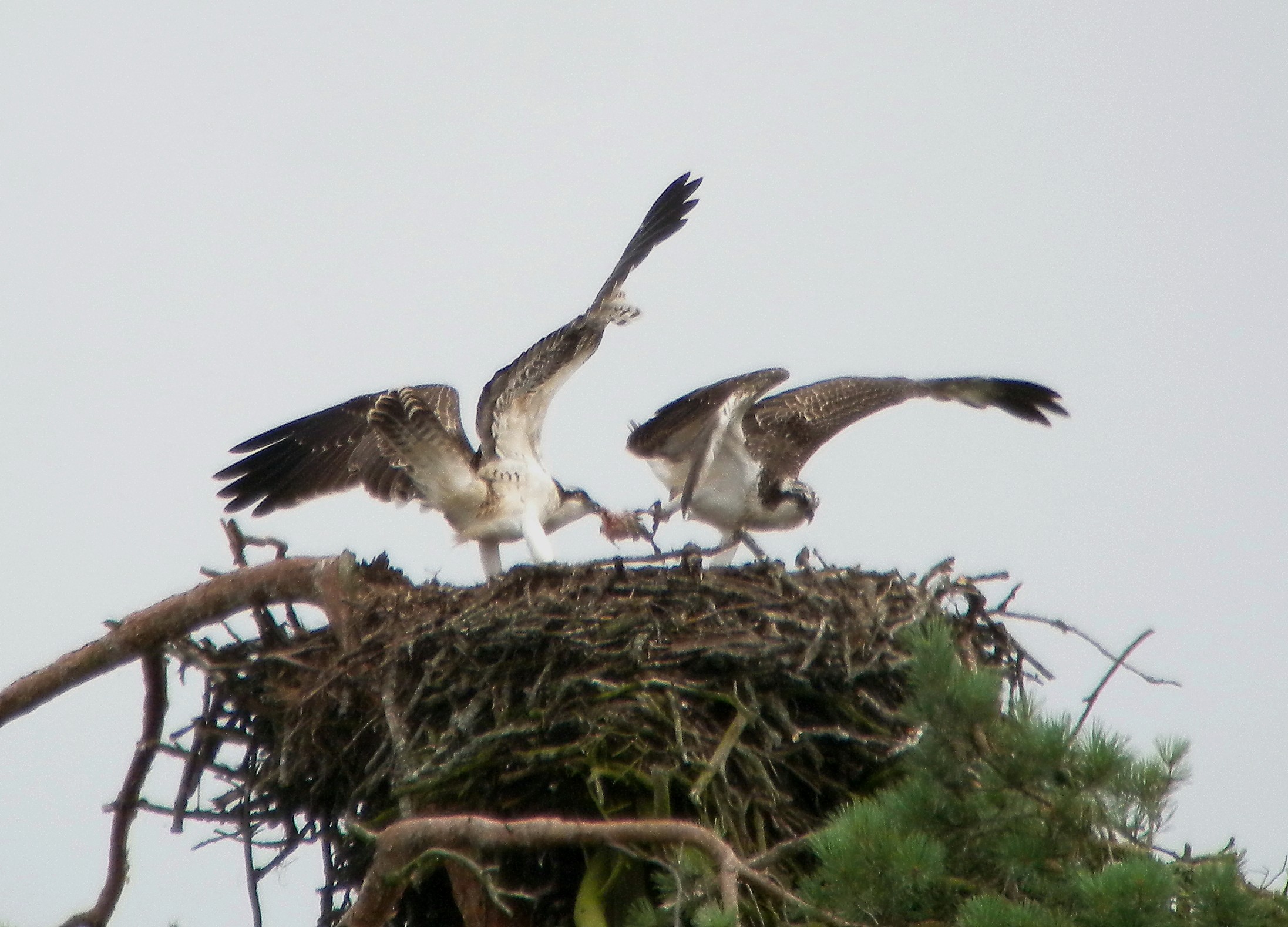 ravoir-1-le-30-07-12-002