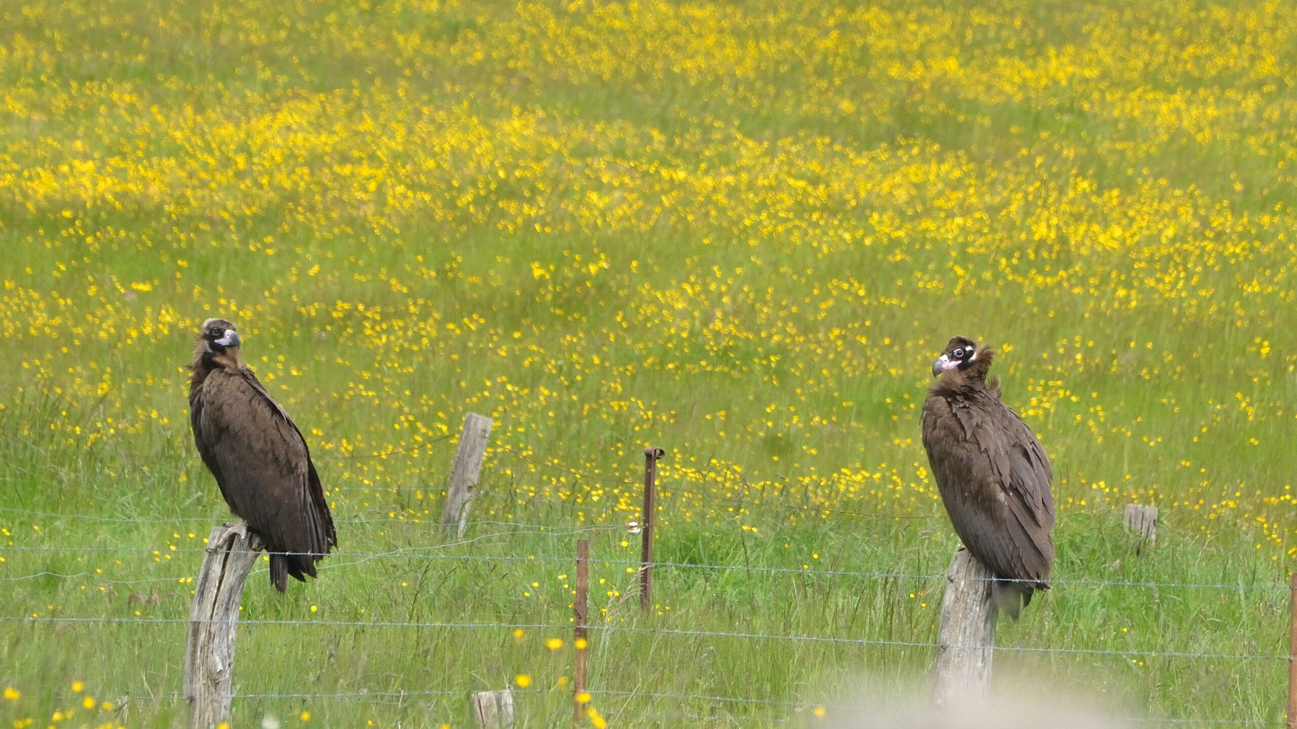 sim-shaolin-210614-vosges