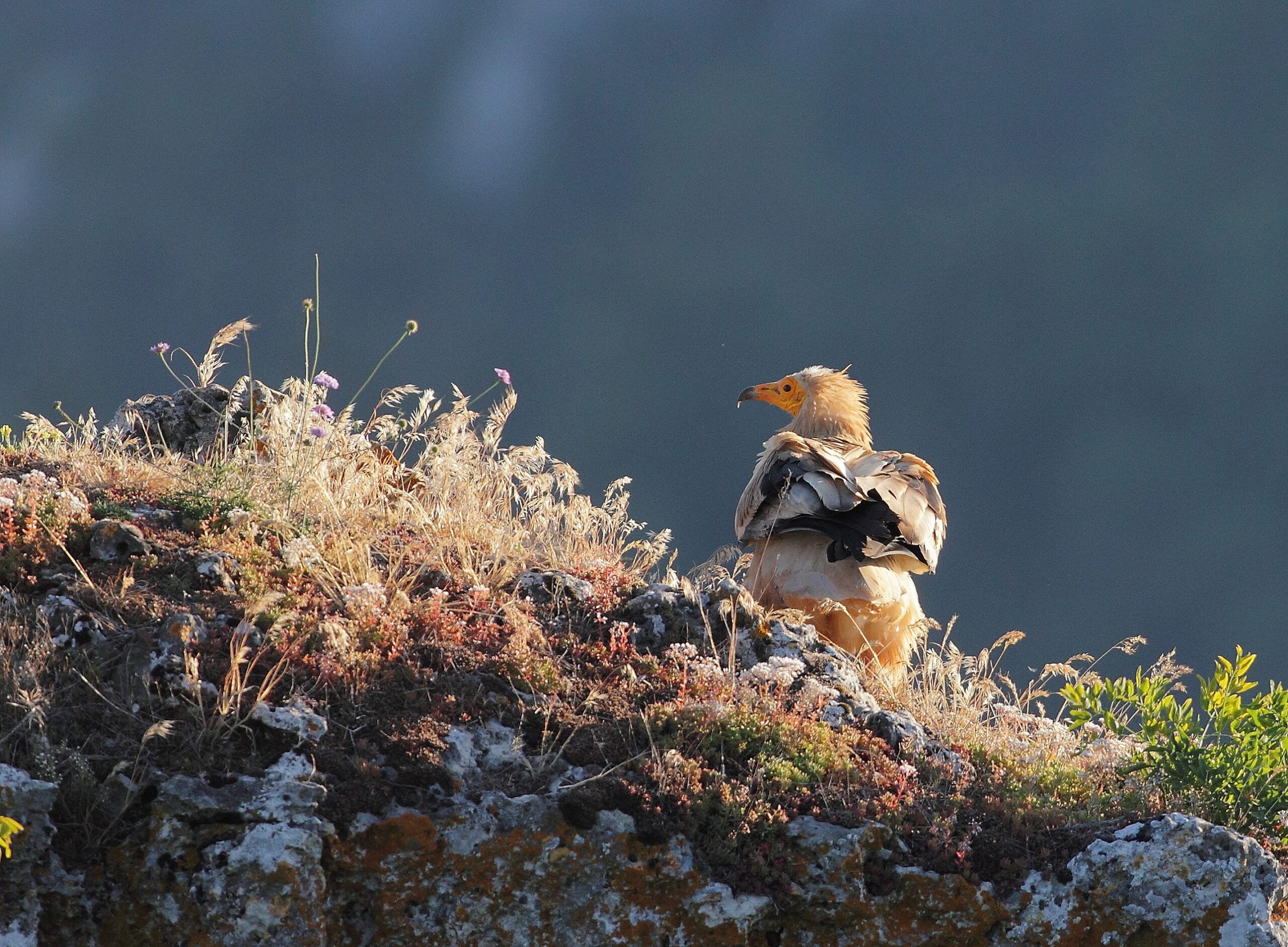 vautour-percnopt-re-descamps-r-10