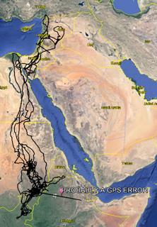 vautour-percnopt-re-en-isra-l