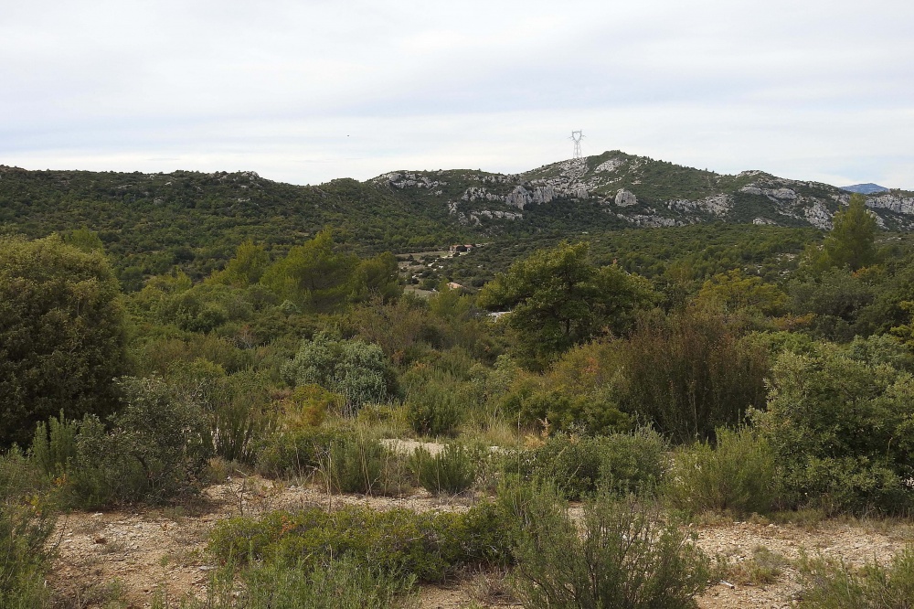 Habitat des fauvettes mélanocéphales et pitchou dans la Ste Baume.L.Albesa
