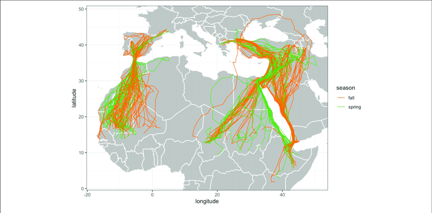 tracks-all-188-completed-migrations-60-individual-egyptian-vultures-both