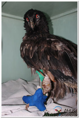 Egyptian Vulture (c) Pilar Oliva