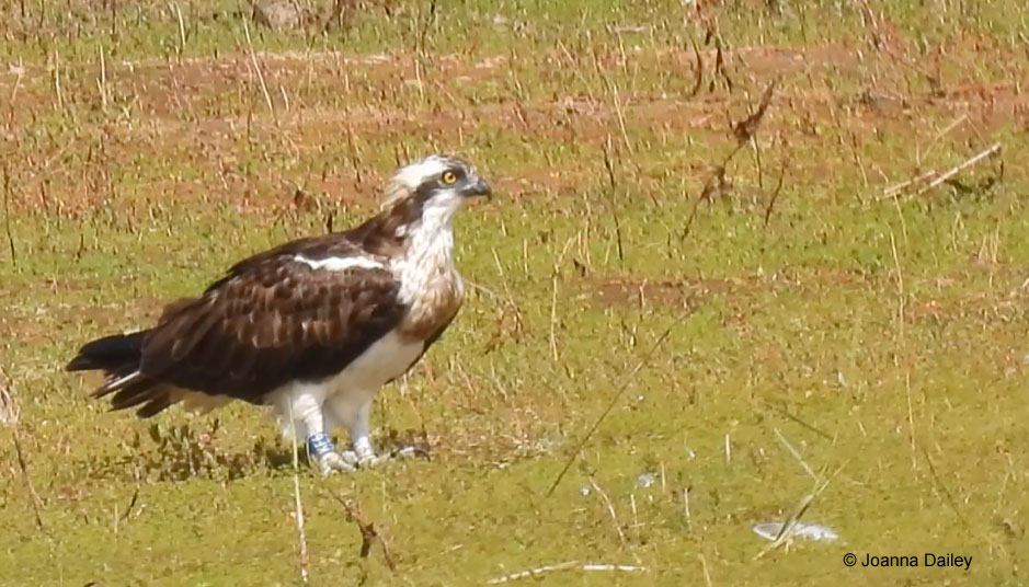 Flamme KF6 (c) Joanna Dailey