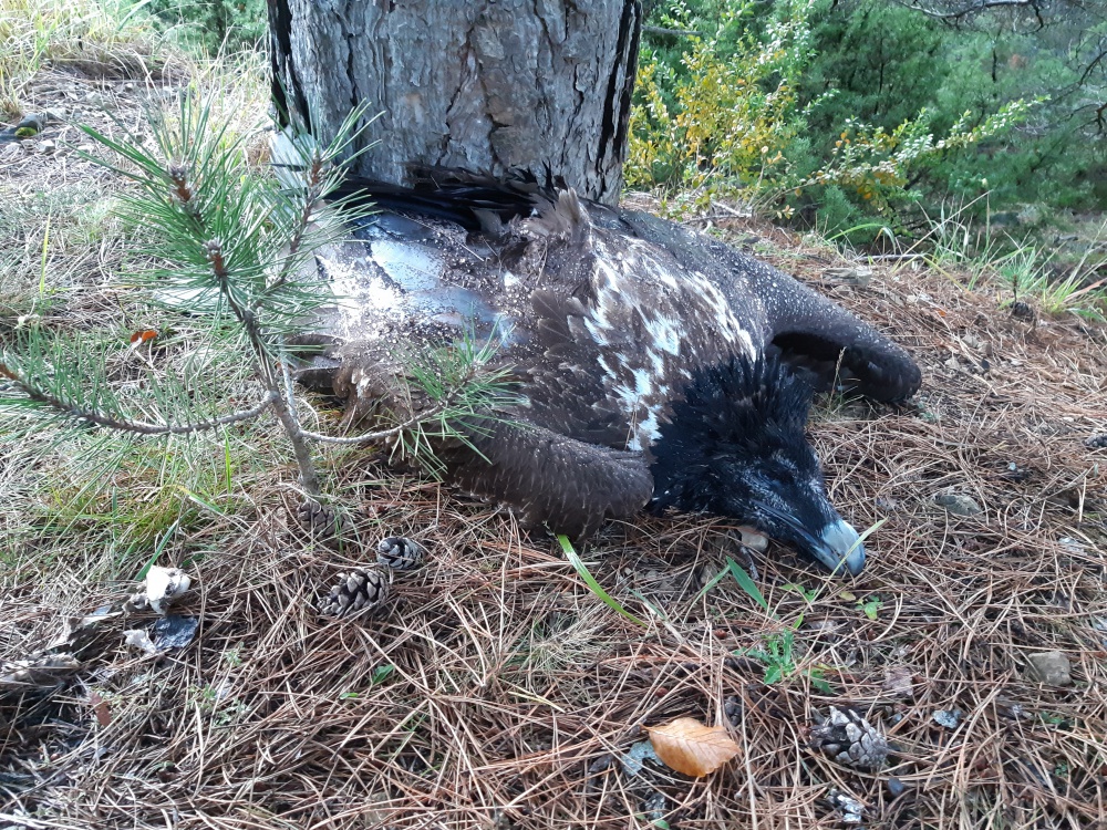 Dolomie cadavre ©LPO GC