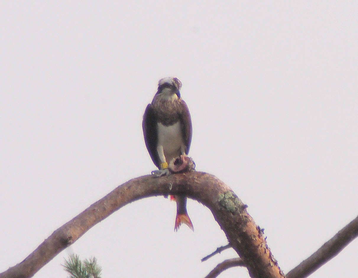 Panchita - Francis Couton 2021