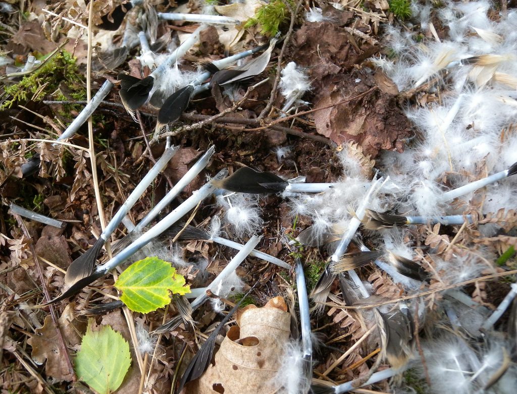 ravoir-1-le-12-06-2021-plumes-du-jeune-trouvees-au-sol-pres-du-nid-003-1024x781