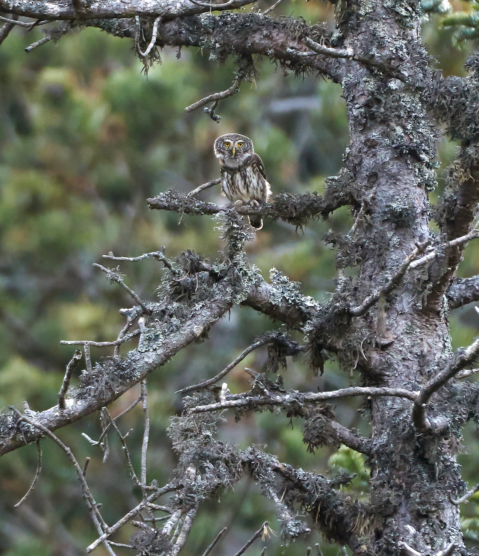 © Daniel Lopez Velasco