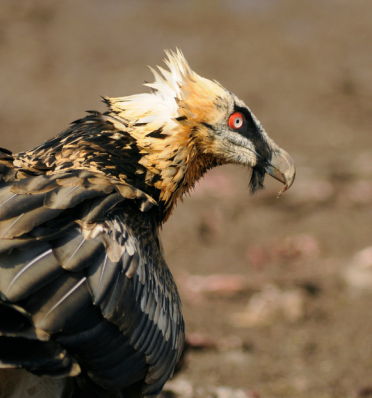 vulture-conservation-worksbearded-vulture-egyptian-vulturelink-card-768x401