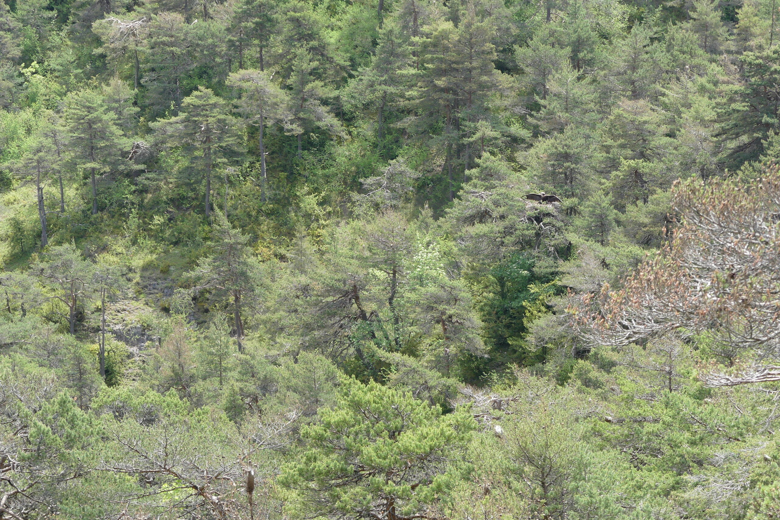 aire-naissance-aveyron
