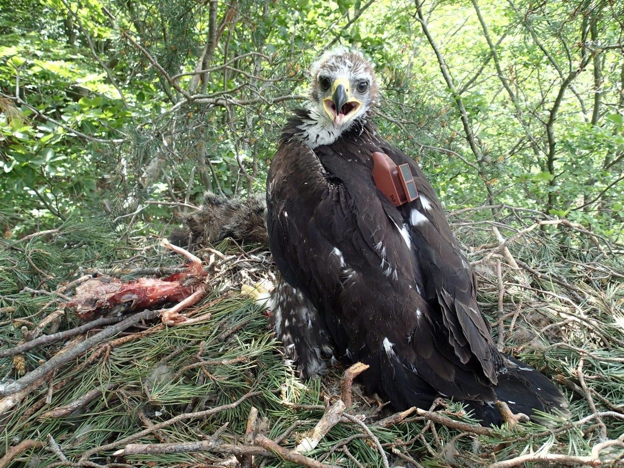 Jeune après la pose du GPS © Florian Veau