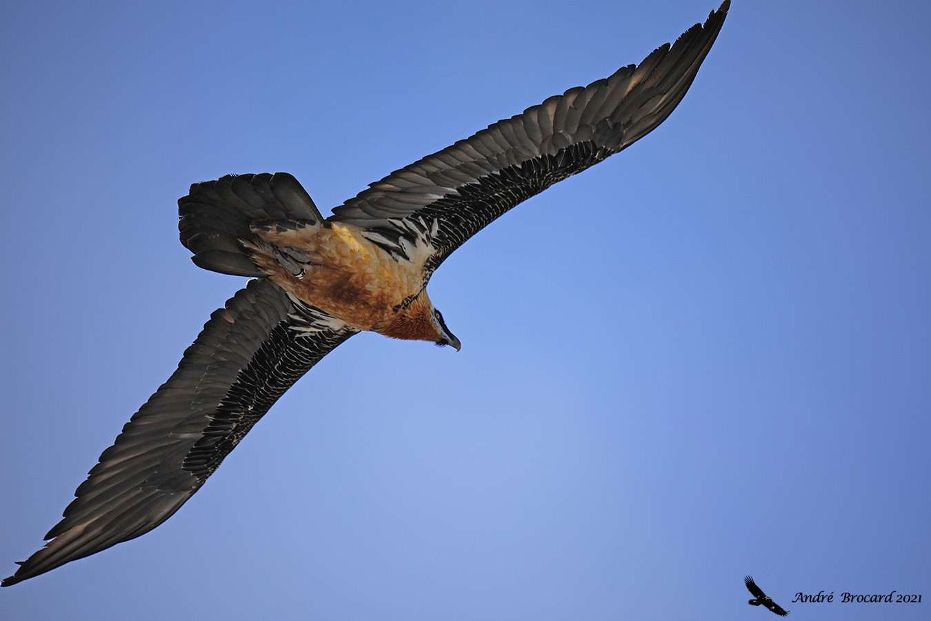 layroudecembre2021jonteandrebrocard1