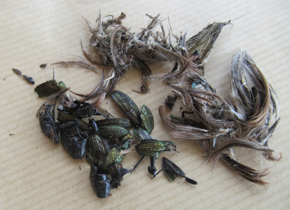 Fèce de Martre des Pins analysée